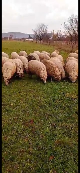 Vând oi tinere în Sighet