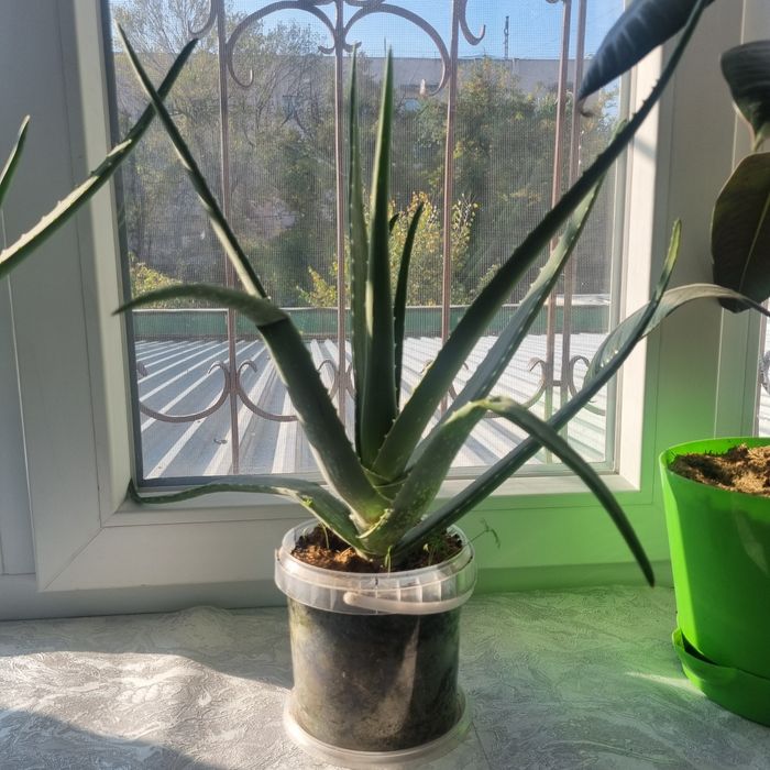 Алоэ лекарственое продам