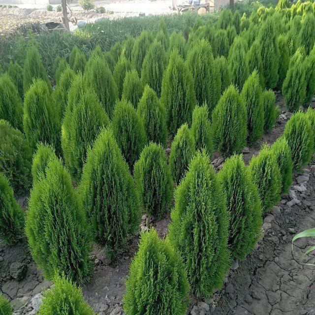 Sifatli  tuya kompakt archasi bor