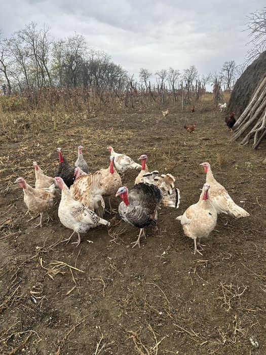 Tineret 2 femele + 1 mascul