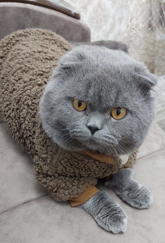 Тедди Элитте фолдики Чистокровные