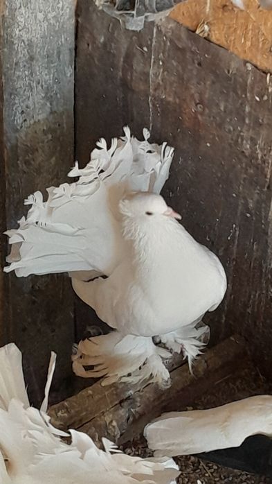 Vând porumbei, voiajori sport ptr maraton și ornament diversificat