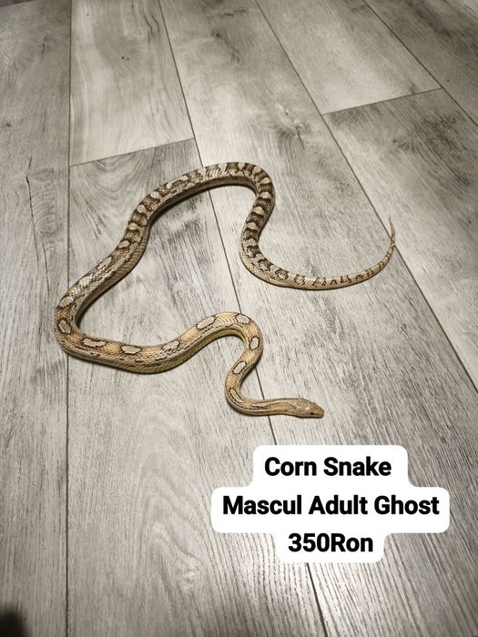 Sarpe Corn Snake 
Docili , perfecti pentru incepatori , mananca