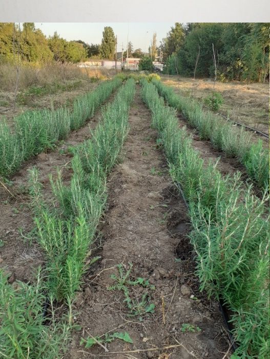 plante aromatice proaspete si butasi