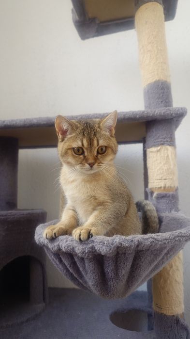 Pisică british shorthair cu pedigree
