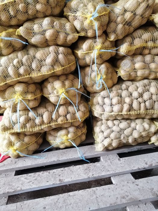 Картофи Семе Сорт Сорая