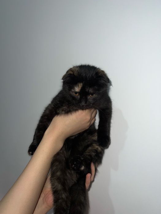 Продам Котенка Девочку