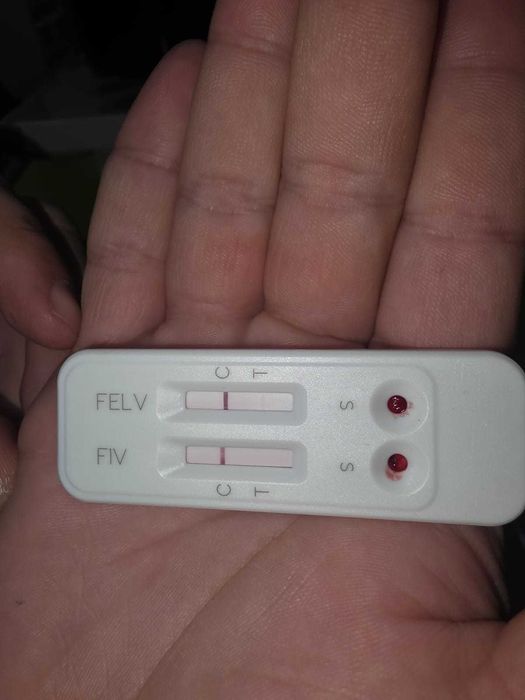 Pisică cu contract de adoptie