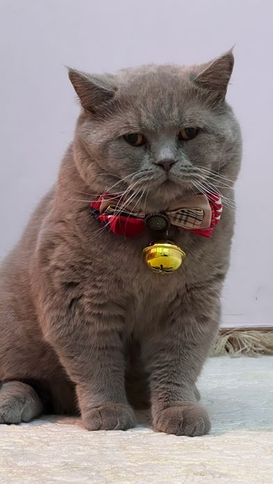Продается Британский кот
