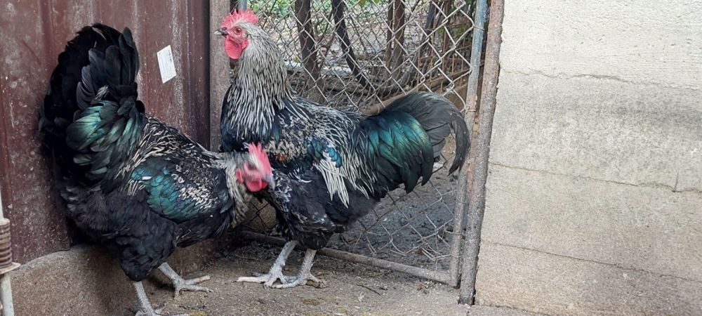 Cocosi metis australorp negru cu brahma