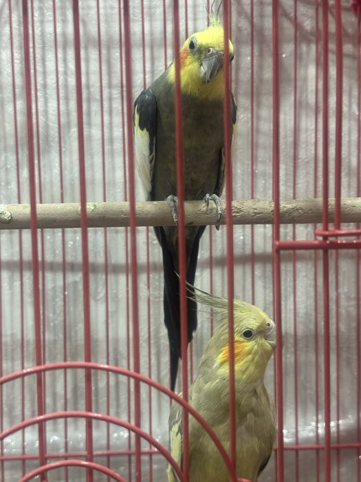 Попугай тоты құс