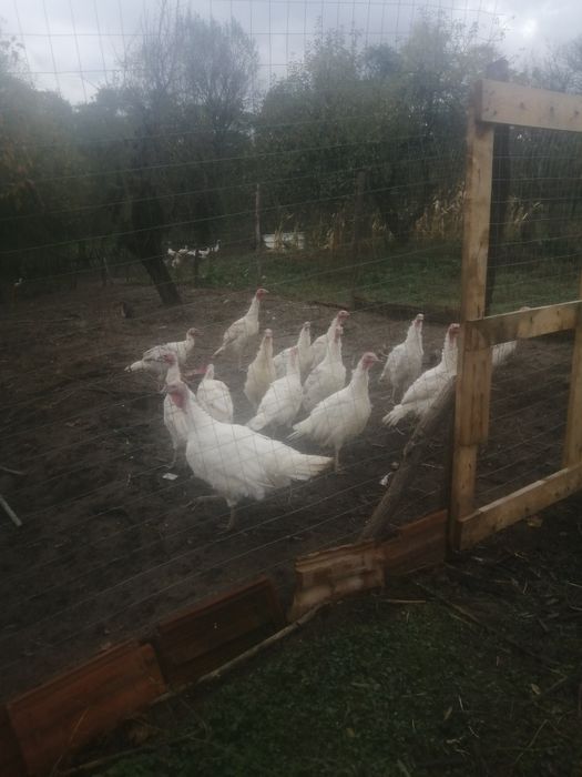 Pui de curcă crescute natural