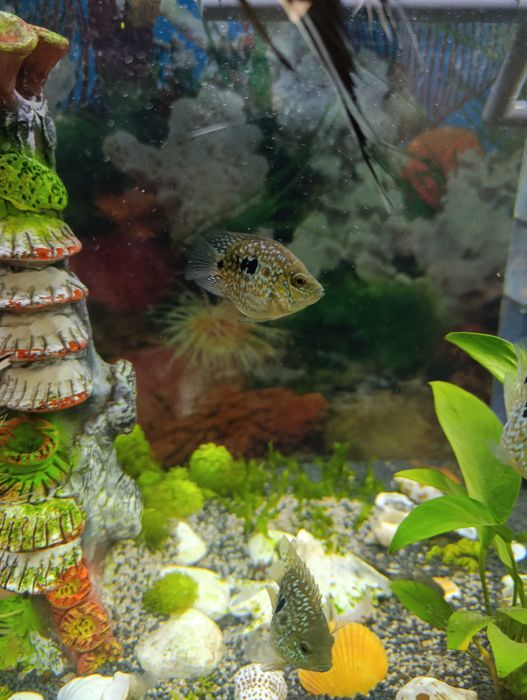 Готовая пара бриллиантовых попугаев