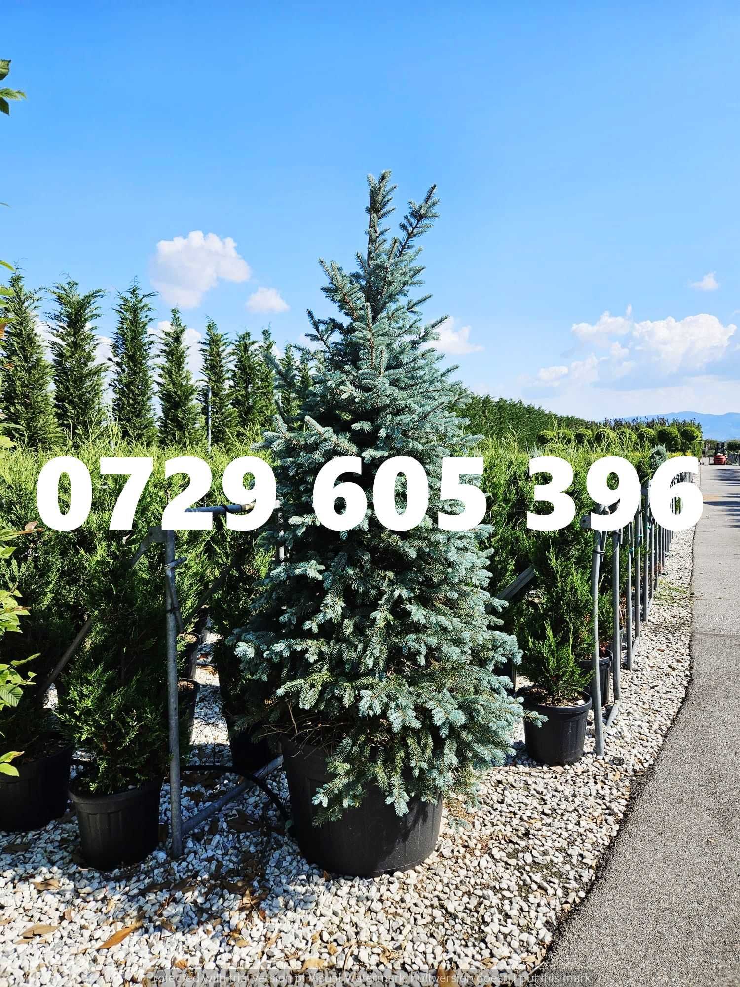 Livrare rapidă și transport gratuit pentru plante ornamentale