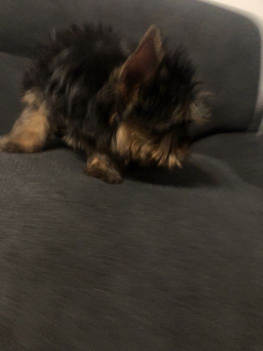 Femela yorkshire terrier toy