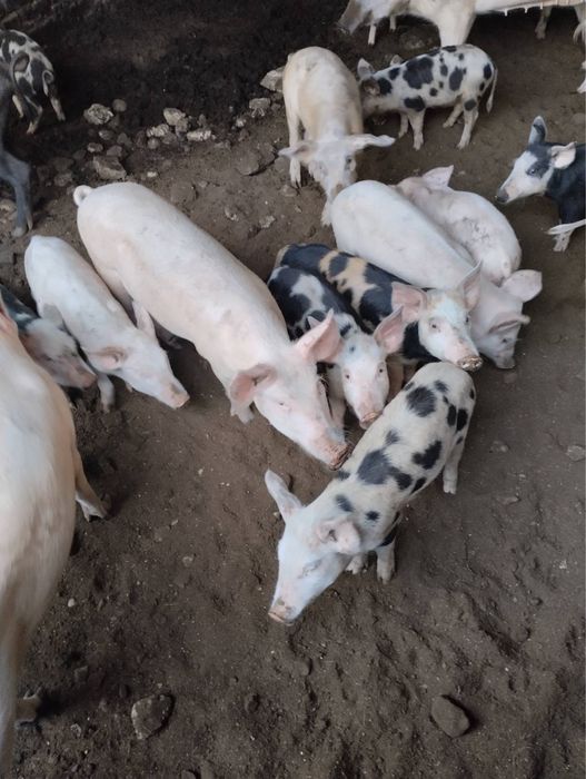 Прасета големи и малки