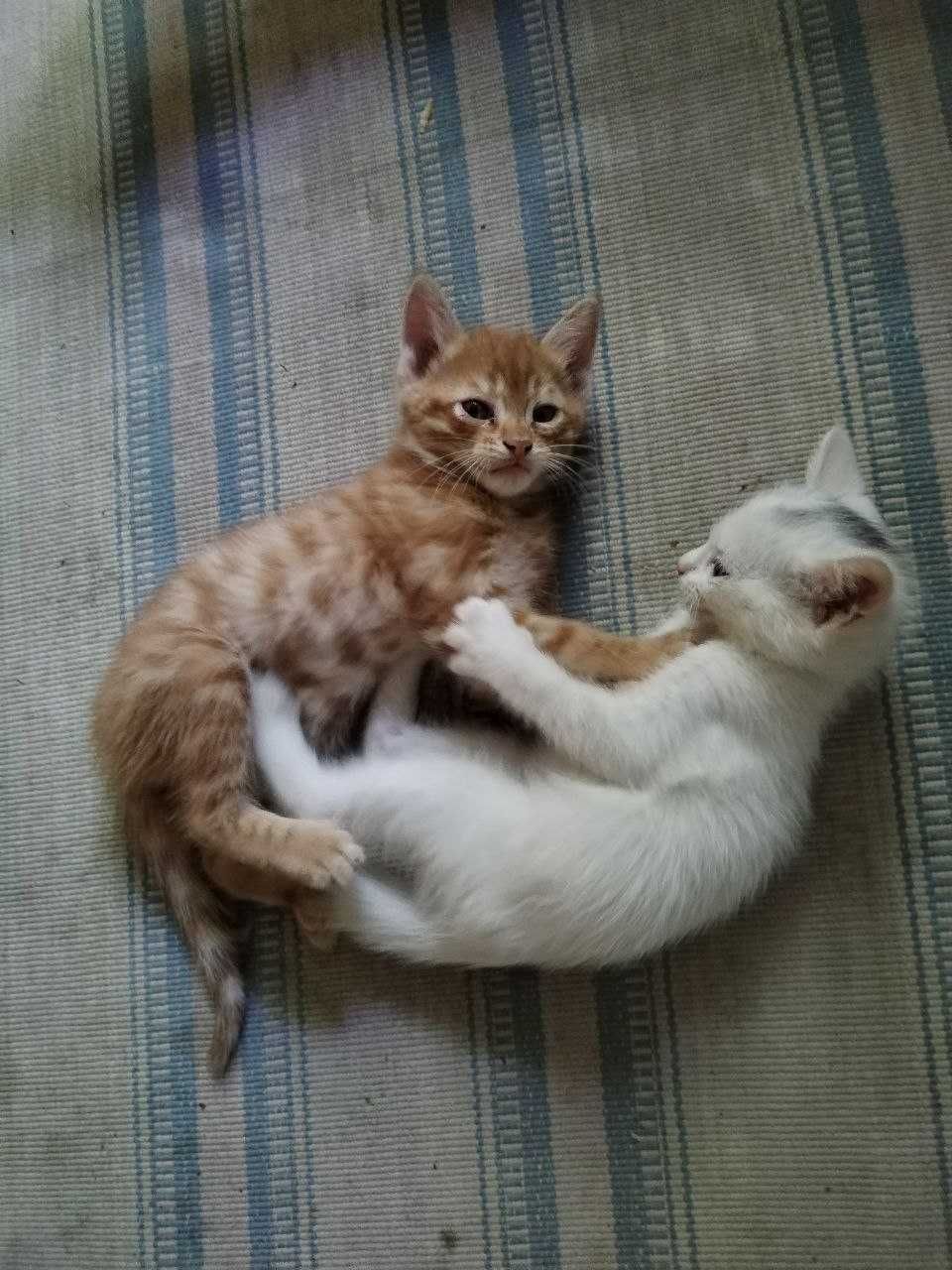 Отдаем приученых котят