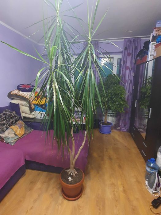 Драцена Маргината / Dracaena Marginata . Растение в саксия на 6 години