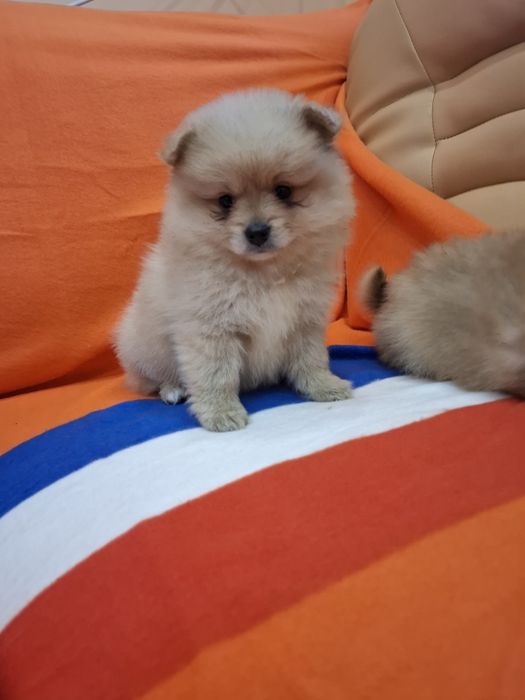 Померан пометанчета Гр. София