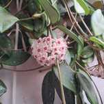 Vand floare de ceara (cerica)