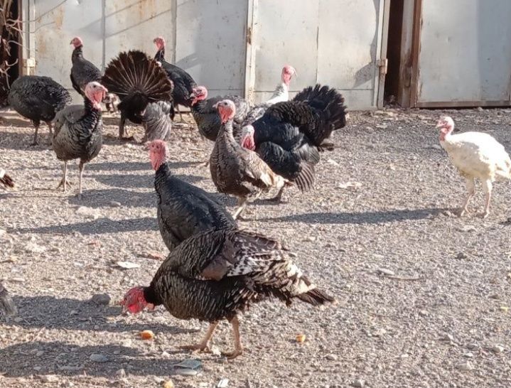 Продам молодых индюков порода хорошая израильская кормили всем натурал