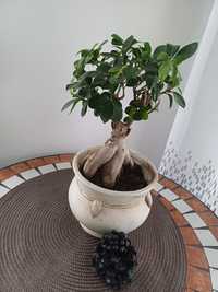 Floare Ficus ginseng.
