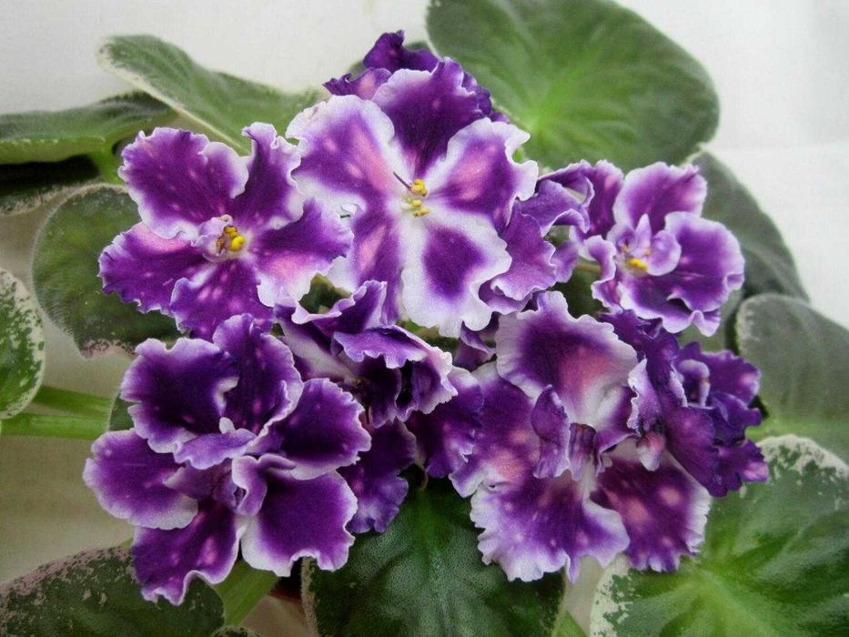 Продам крупные цветущие растения сортовых фиалок