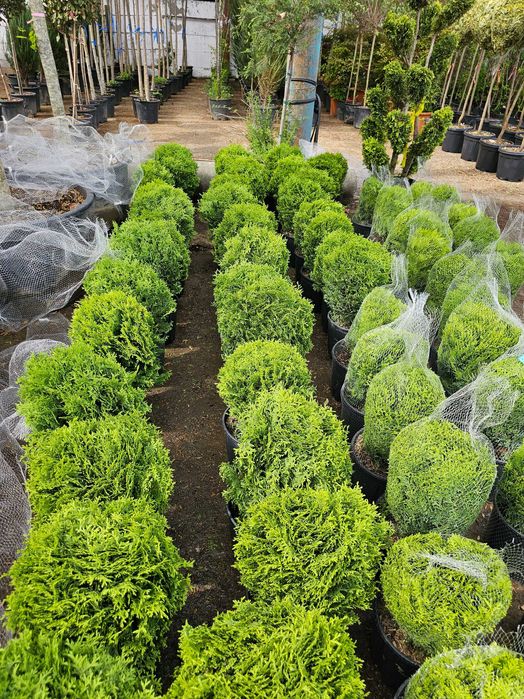 Tuia smarald lelandy braband spirale pon pon magnolia mesteacăn