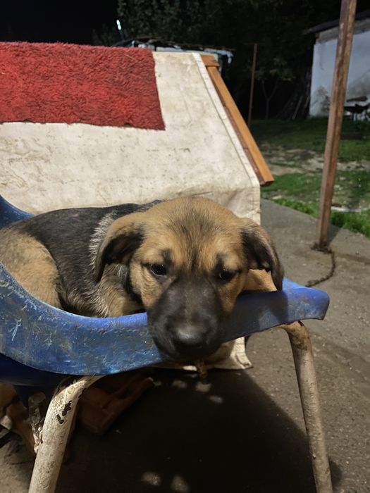 Подарявям кученца на 3 месеца