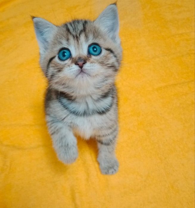 Британские и шотландские котята