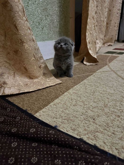 Skotish fold  ogil qiz.