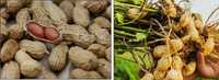 10 seminte alune de pamant ( Arahide)