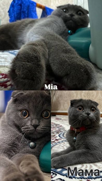 Scottish Fold и Scottish Straight.