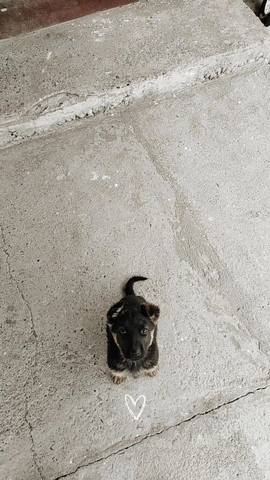 Щенок (немецкая овчарка)