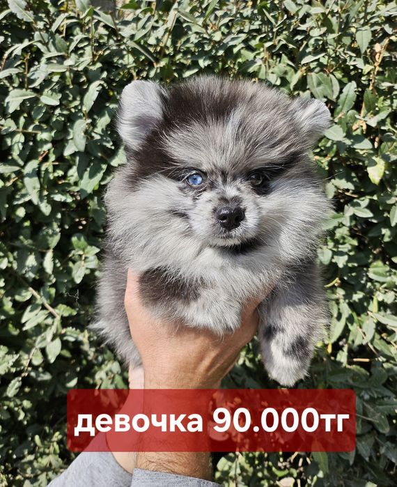 Новый помет щенков