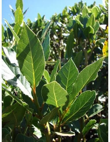 DAFIN (Laurus Nobilis )