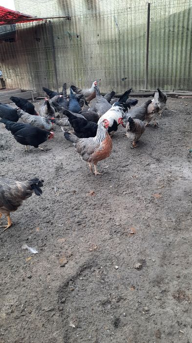 Gaini italiene de anul trecut.