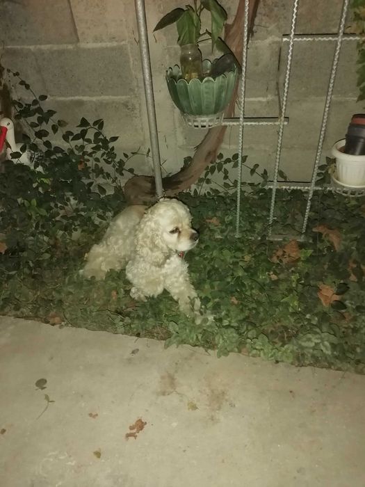 Американски кокер шпаньол за разплод