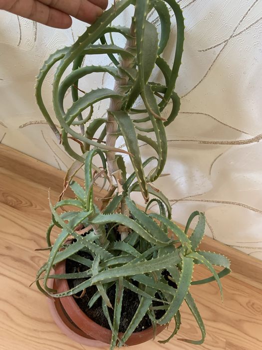 Продам столетник