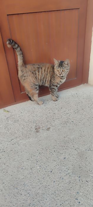 Отдам кошку в хорошую руку