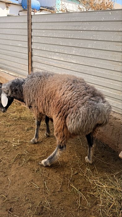 Қой қошқар тоқты