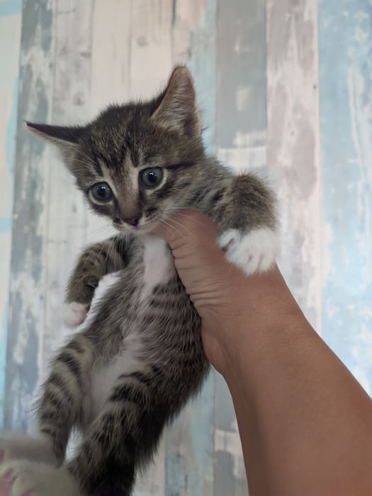 Котята ищут себе дом