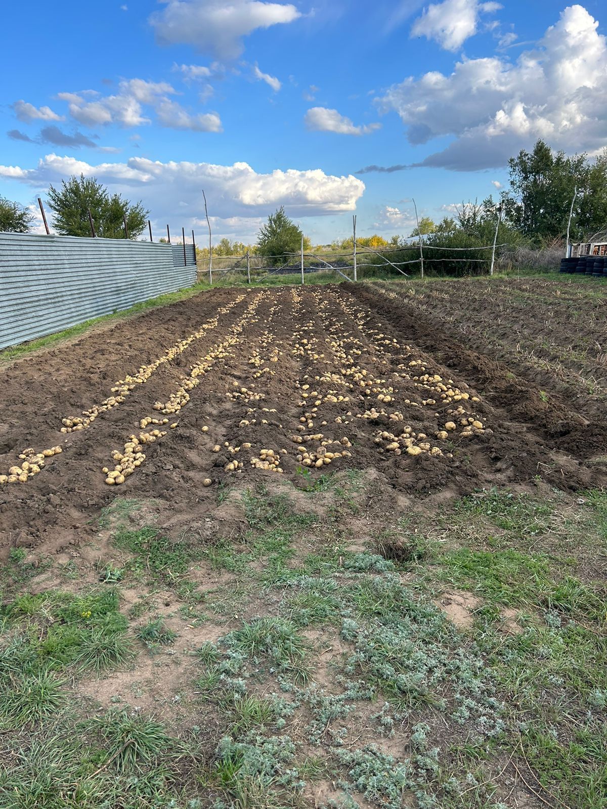 Продам домашнюю картошку