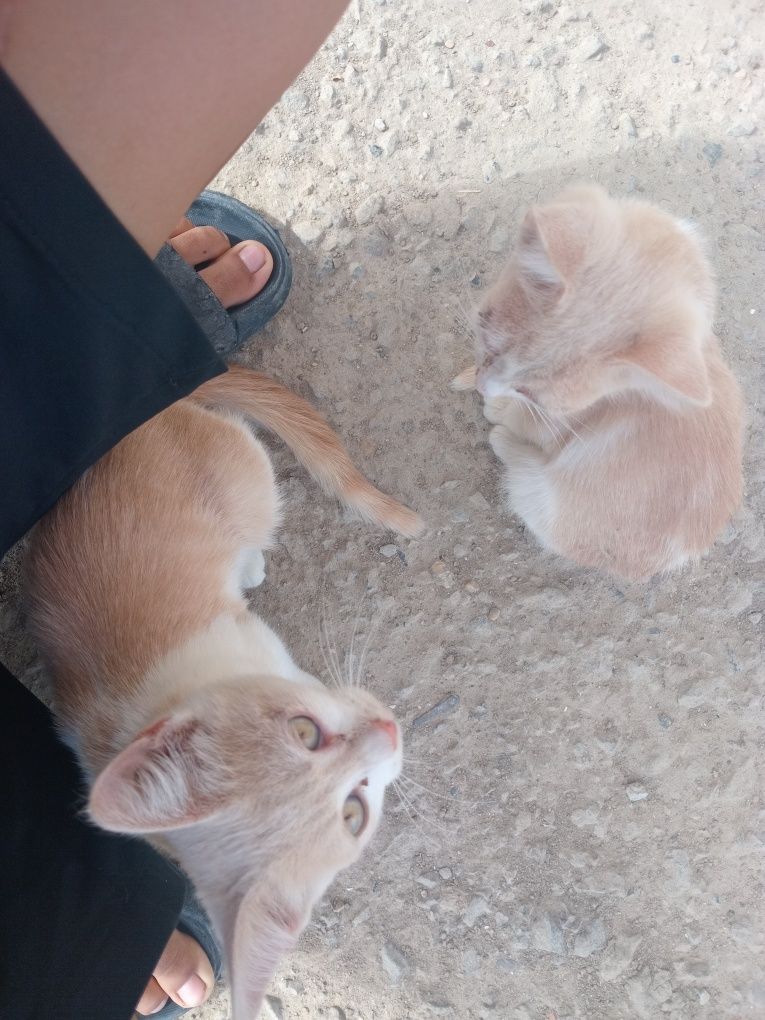 Котяти в добрый руках мысықтар жақсы бағатындарға