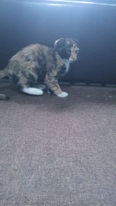 Кошка веслаухая шотландская