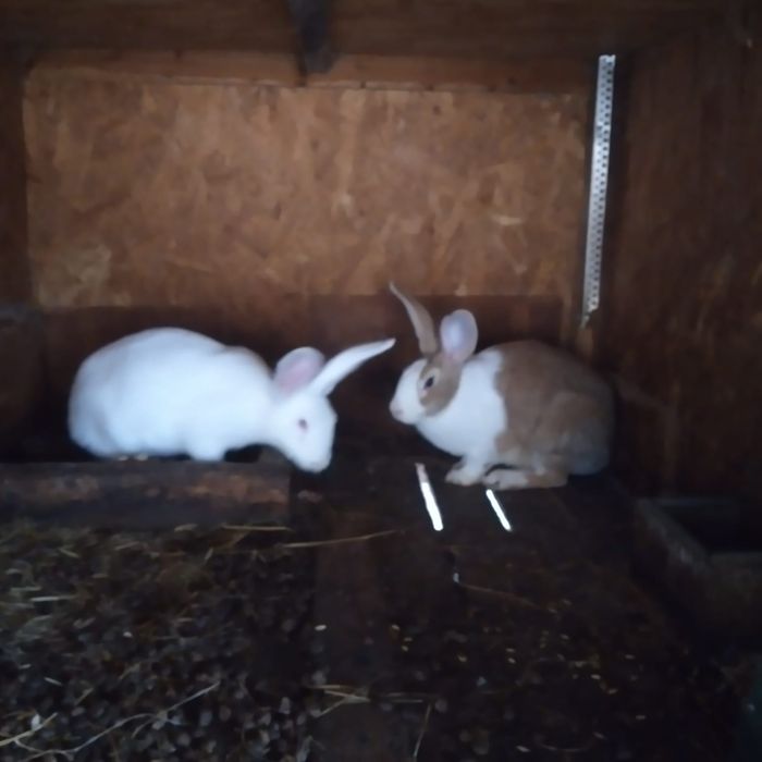 Vînd iepuri hicolle francez și secuiești