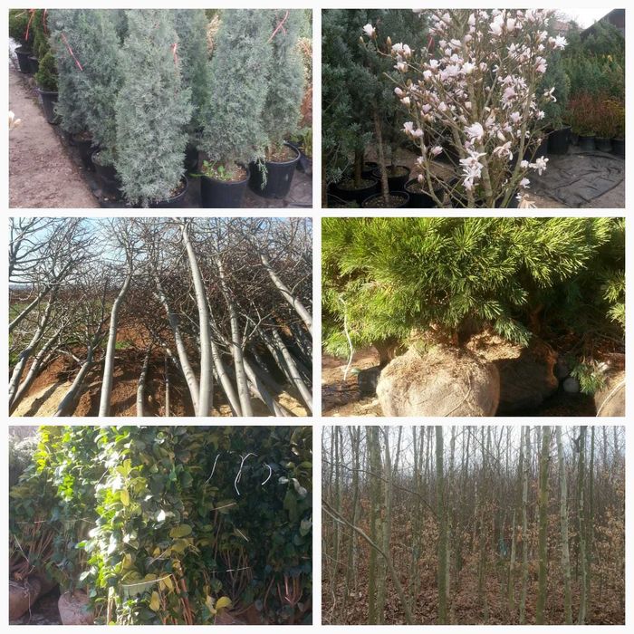 Vând tuia, gazon, magnolie, brazi, mesteacăn, tei, platan, paltin etc.