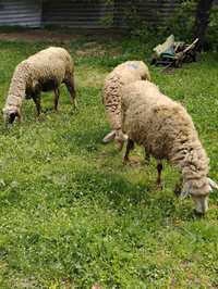 Продавам две овце и едно женско шиле