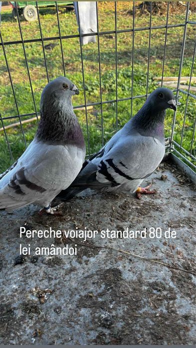 Vand porumbei voiajori