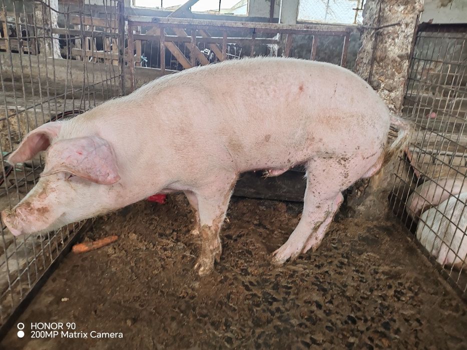 Младо нерезче на 10 месеца